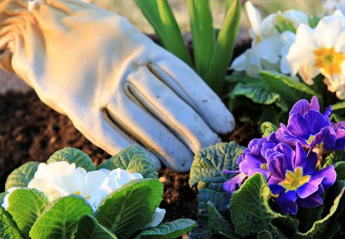 A close-up view of a person wearing a light-colored gardening glove, tending to a flower bed in a garden during daylight hours. The garden features a variety of plants, including blooming primroses with purple, white, and yellow flowers, and lush green foliage. The soil in the flower bed appears dark and moist, indicating recent or ongoing planting or maintenance work. In the background, there are green leaves and stems, with some taller plants or shrubs visible. The setting is bright and well-lit, suggesting a clear day with natural sunlight illuminating the vibrant colors of the flowers and the healthy condition of the garden bed, which is potentially part of a landscaping or gardening service in the Turnham Green area, supporting local outdoor maintenance efforts.